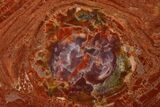 Red Petrified Wood Round With Purple Core - Arizona #125698-1